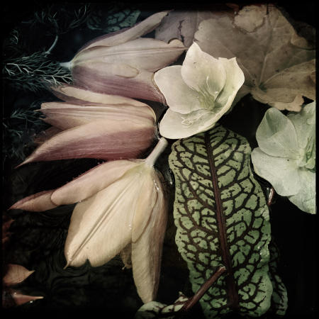 Tulips
12 x 12 archival pigment print