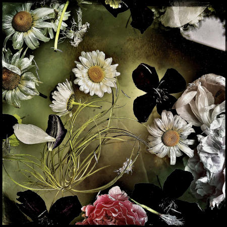 Daisy Float
12 x 12 archival pigment print